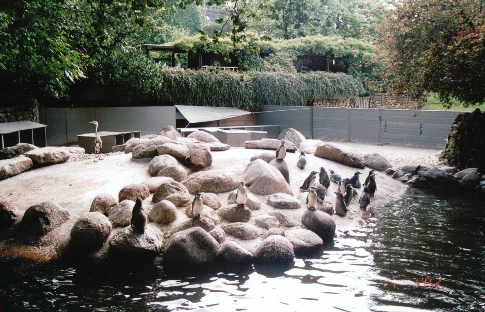 Emmen Zoo 2002 - Part of the old Humboldt Penguin exhibit