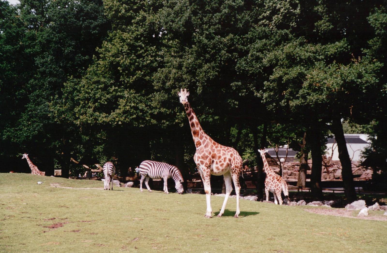 Emmen Zoo 2002 - Rothschilds Giraffes and Common Zebra