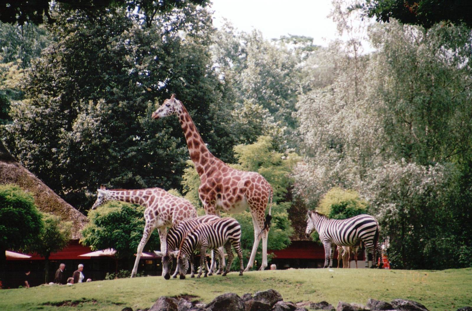 Emmen Zoo 2002 - Rothschilds Giraffes and Common Zebra