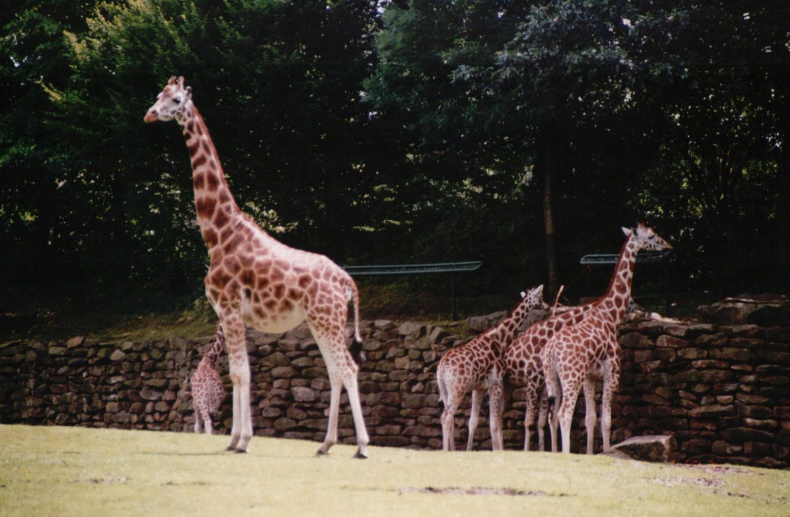 Emmen Zoo 2002 - Rothschilds Giraffes