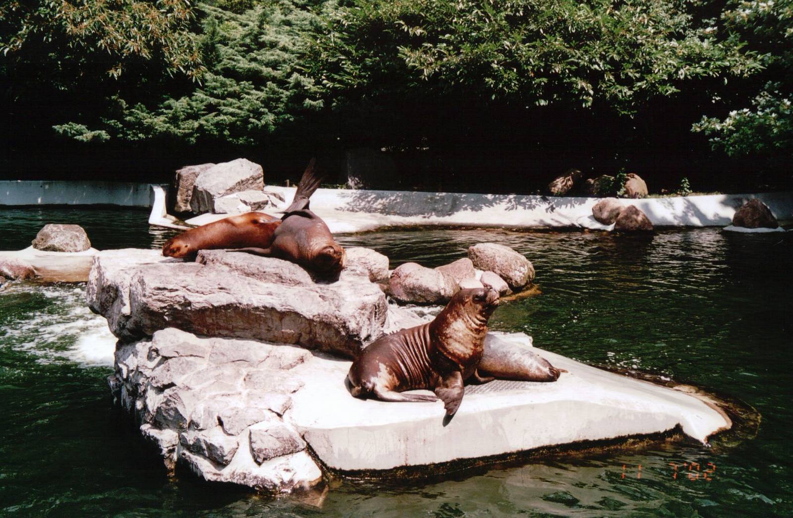 Emmen Zoo 2002 - South American Sea Lion exhibit