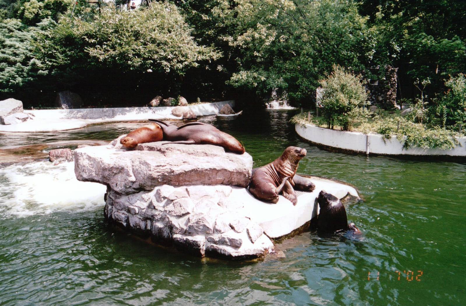 Emmen Zoo 2002 - South American Sea Lion exhibit
