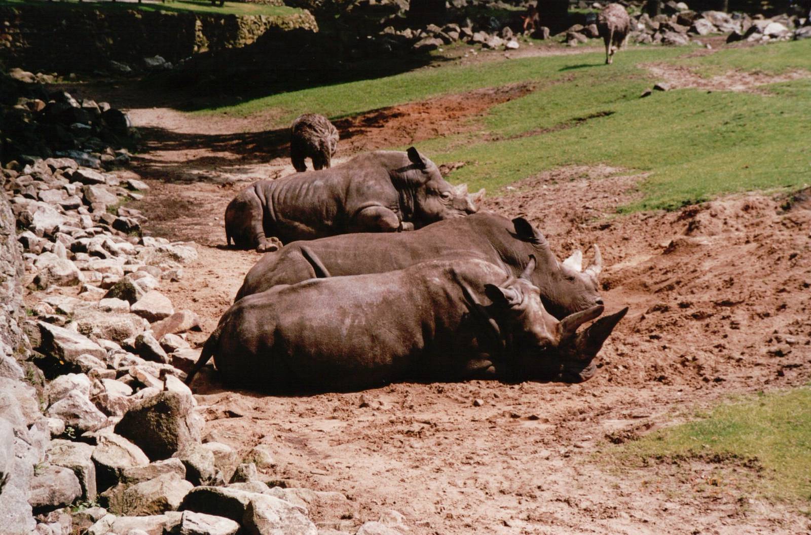 Emmen Zoo 2002 - White Rhinoceros and Ostrich