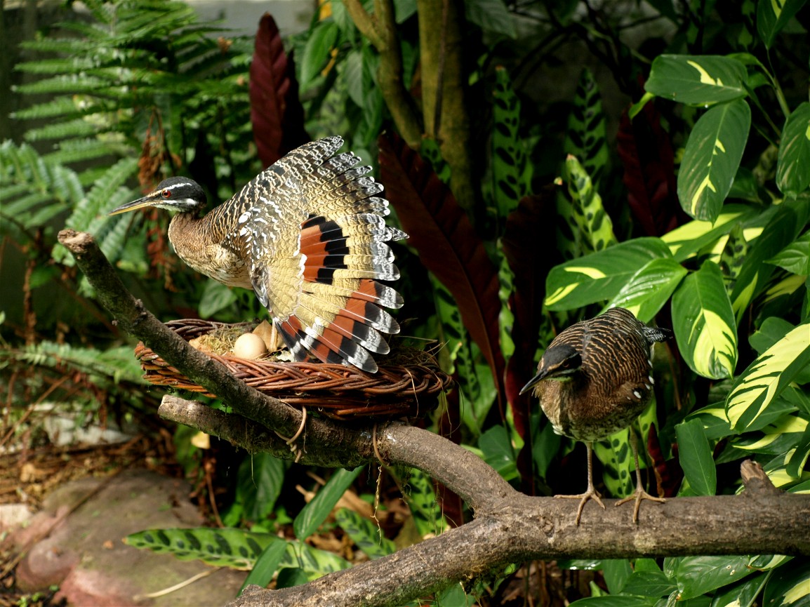 Emmen Zoo - AmeriCasa