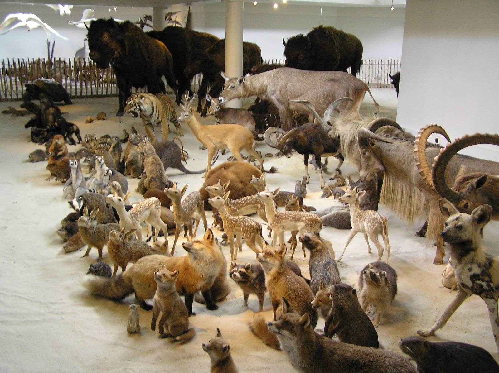 Emmen zoo display 06