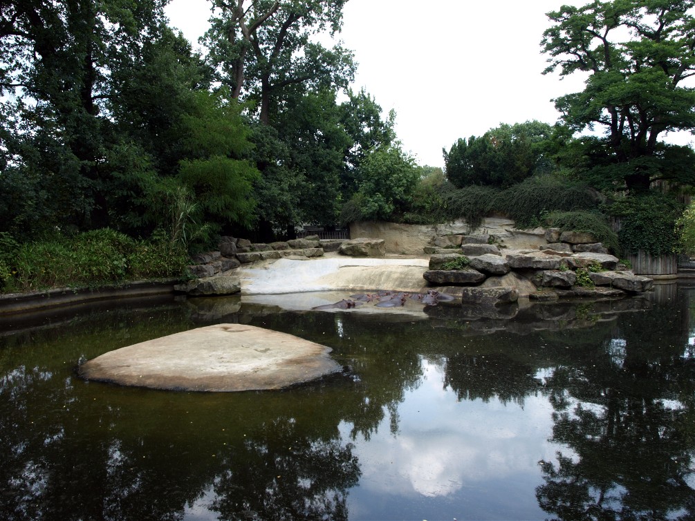Emmen Zoo - Hippo enclosure