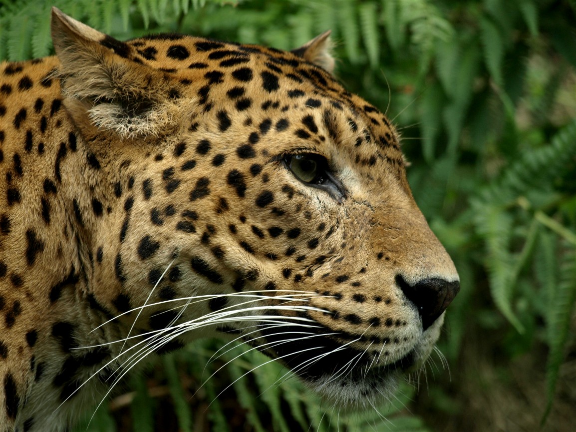 Emmen Zoo - Leopard