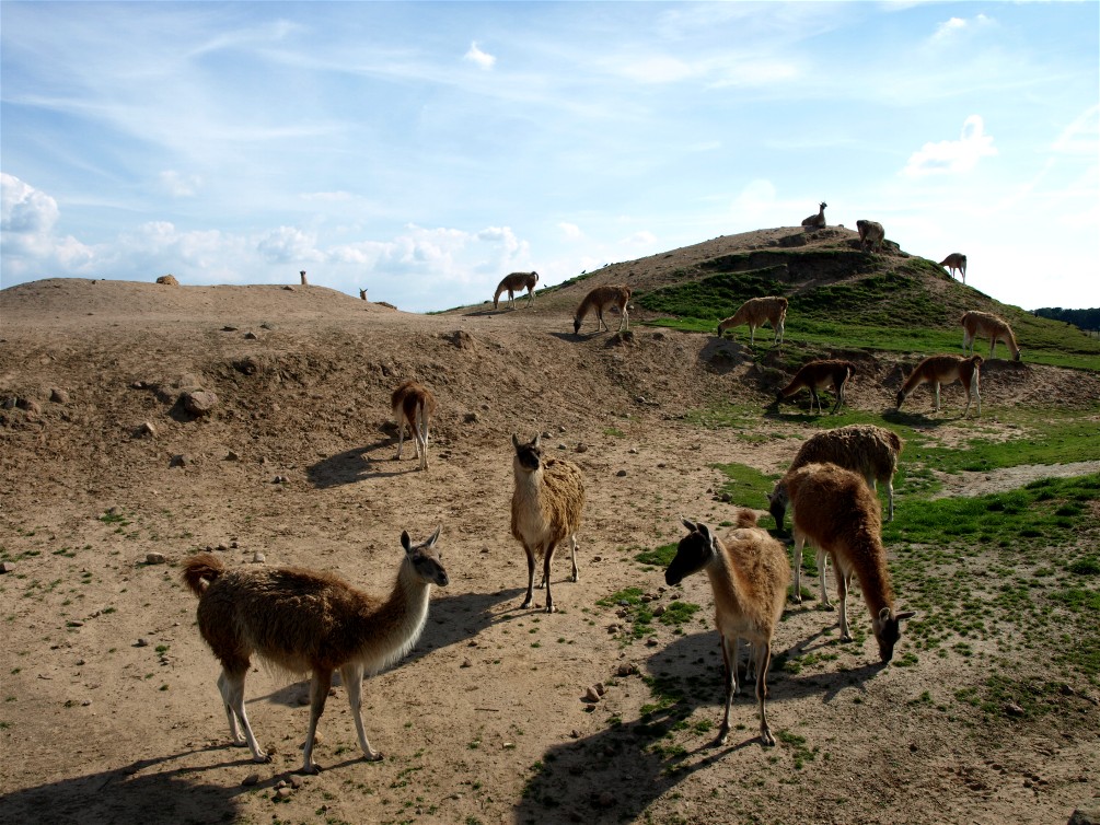 Emmen Zoo - Patagonia