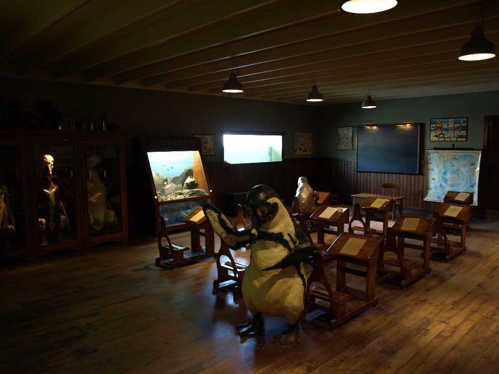 Emmen Zoo - Penguin school