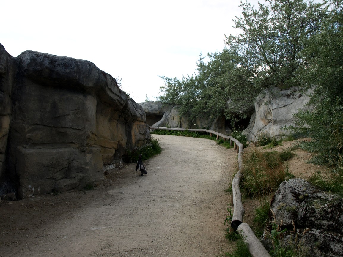 Emmen Zoo - Playa Pengüinos