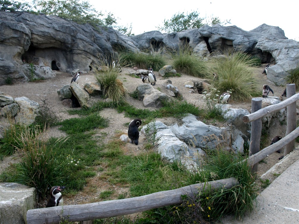 Emmen Zoo - Playa Pengüinos