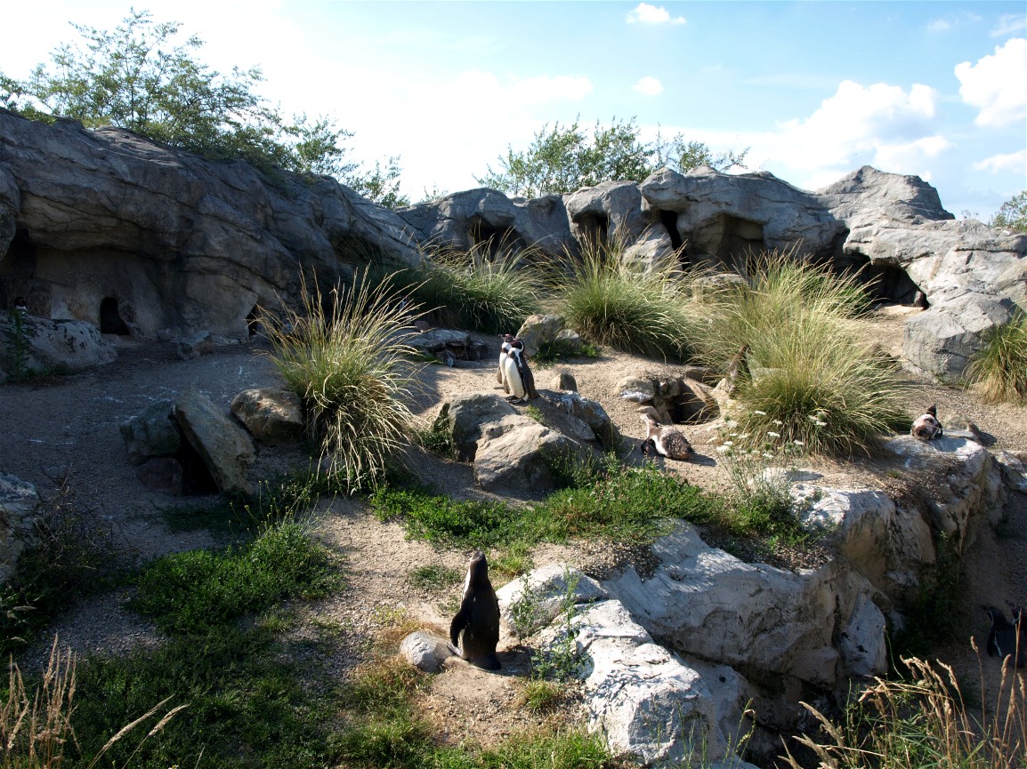 Emmen Zoo - Playa Pengüinos