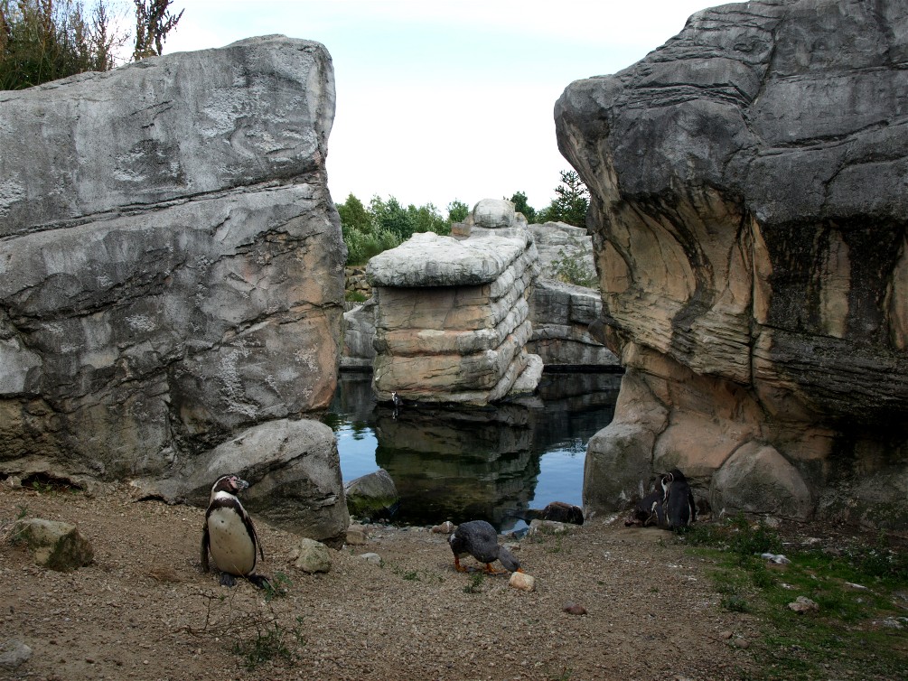 Emmen Zoo - Playa Pengüinos