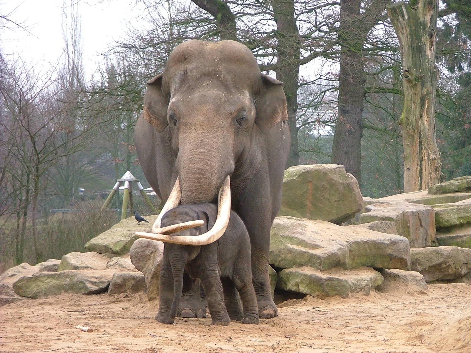 Emmen Zoo