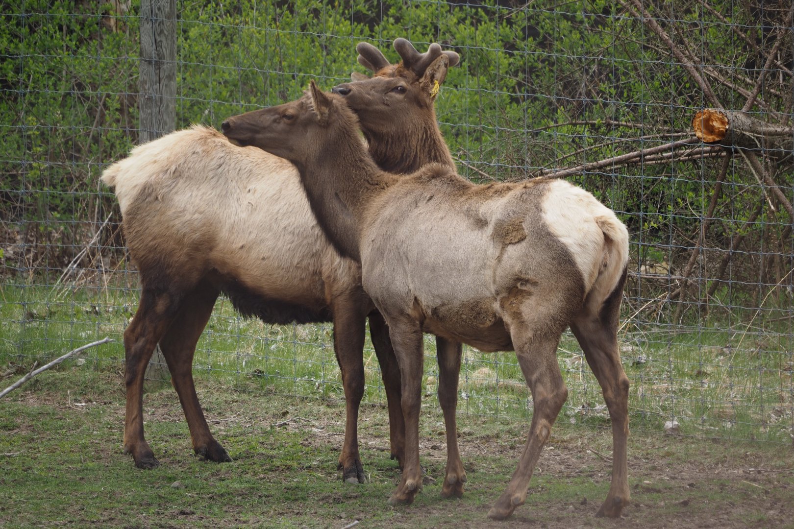 Emmett (bull elk) and cow