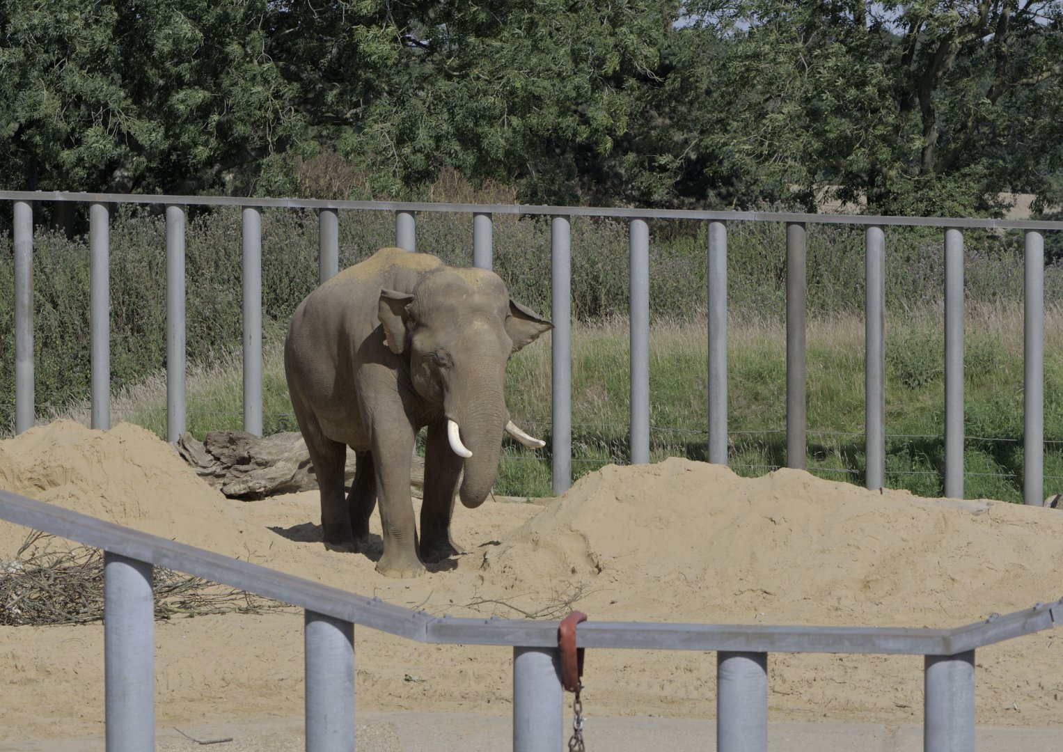 Emmett in the Bull Pen