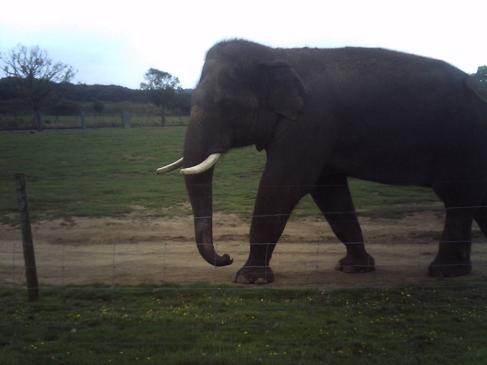 Emmett the breeding bull elephant