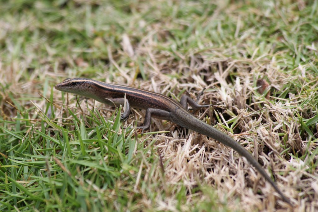 Emoia impar (probably)