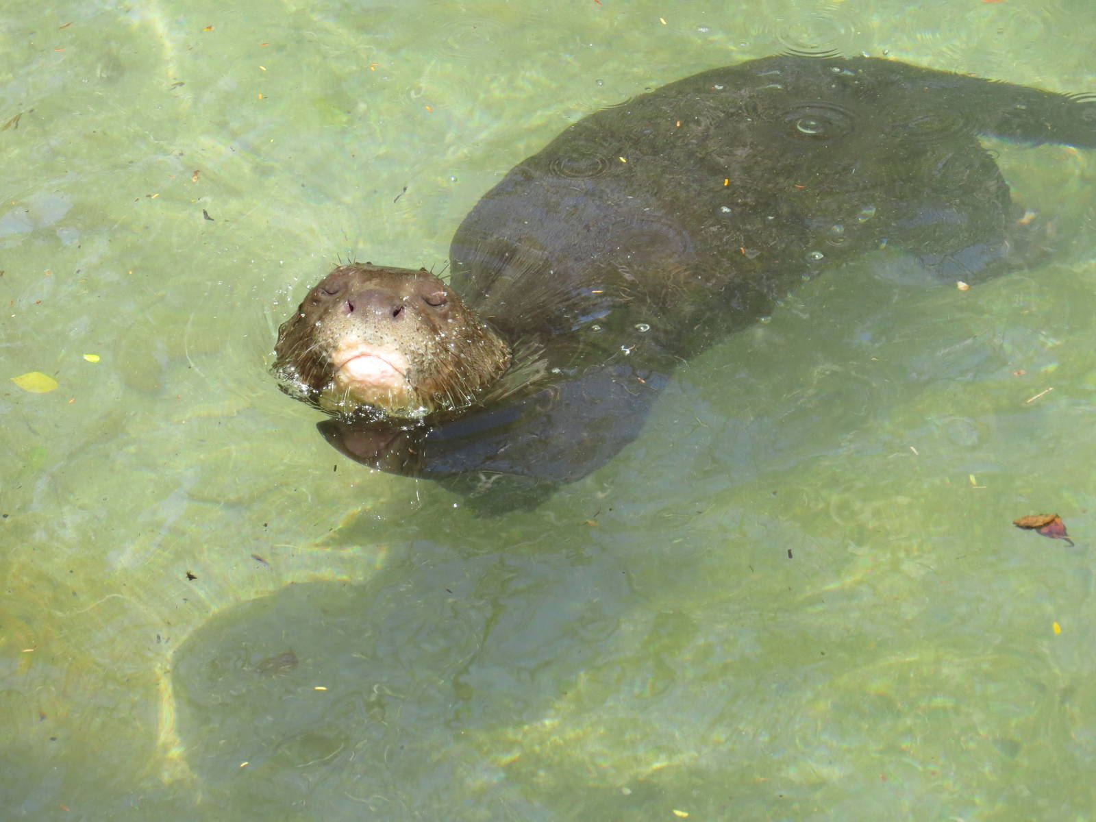 Emotional giant otter - Amazon and beyond, March 2015