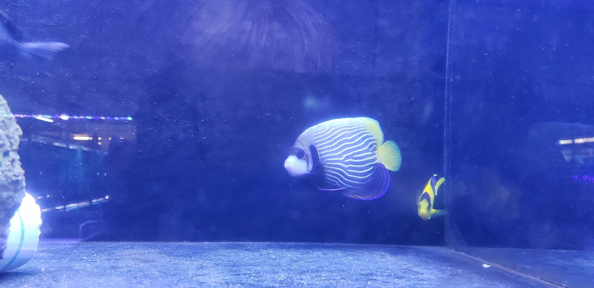 Emperor and Bicolor Angelfishes