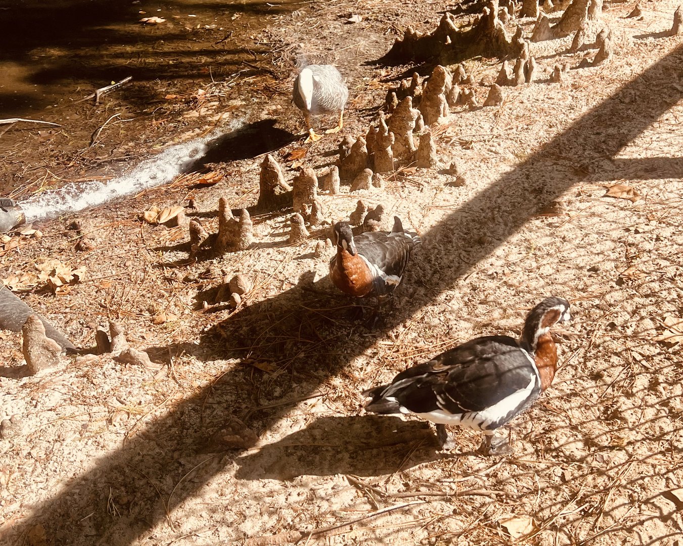 Emperor and Red-breasted Goose Exhibit