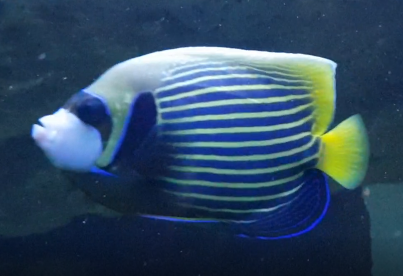 Emperor angel - Pomacanthurus imperator