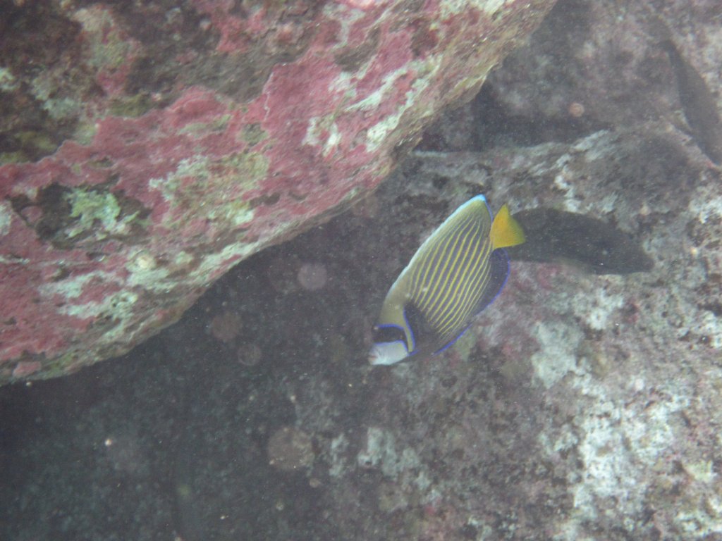 Emperor Angelfish - adult