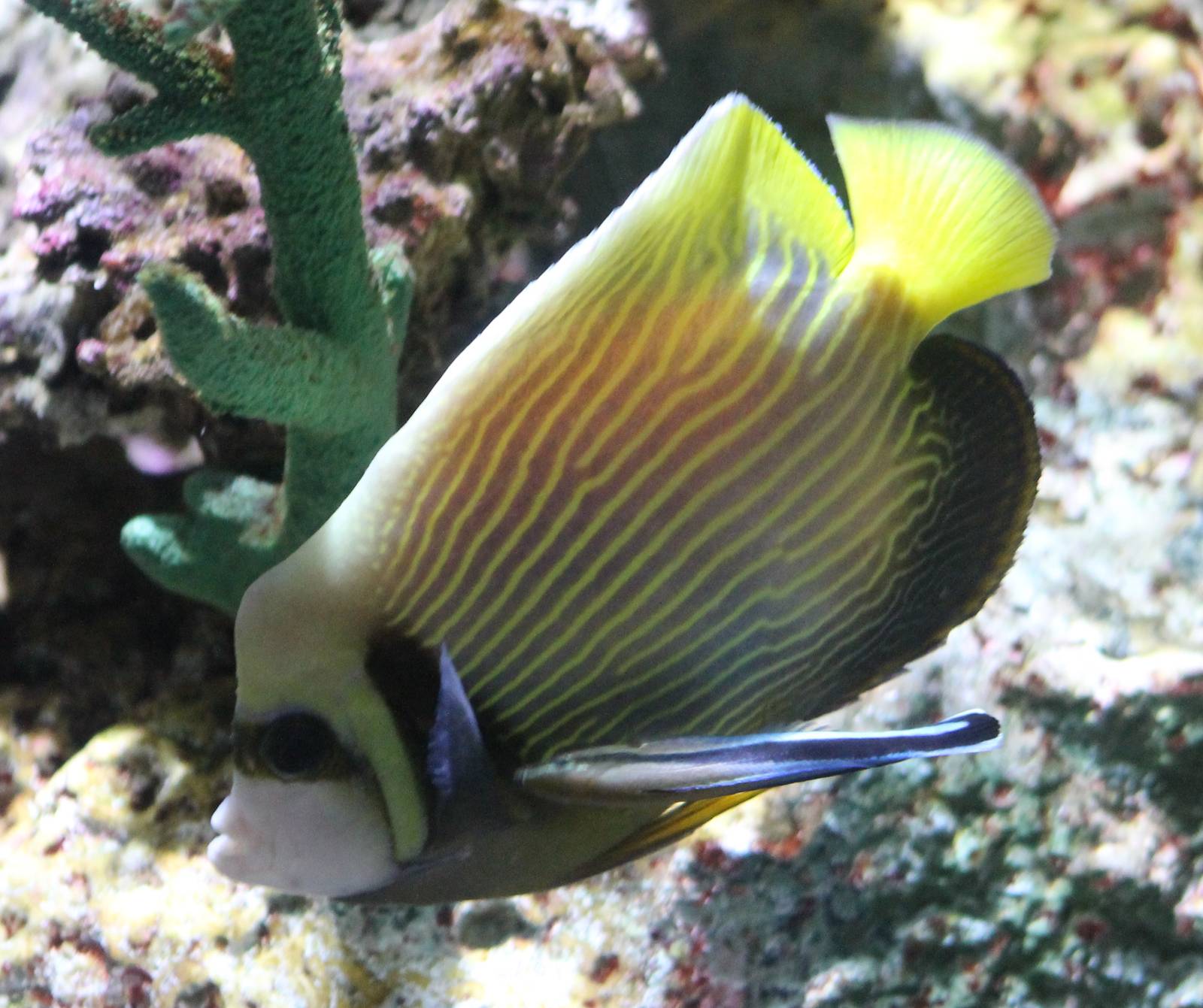 Emperor angelfish and cleaner fish