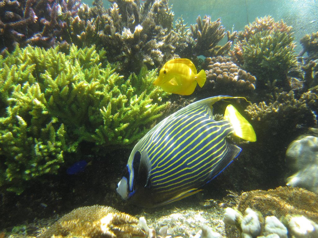 Emperor Angelfish and Yelow Tang in outdoor aquarium