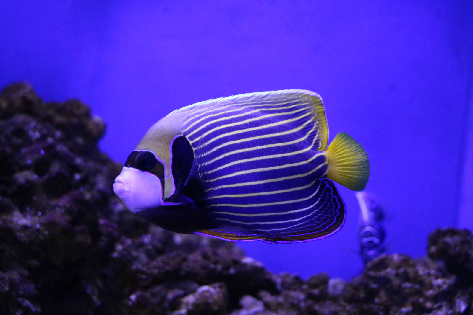 Emperor angelfish - EPSON Aqua Park, February 2016