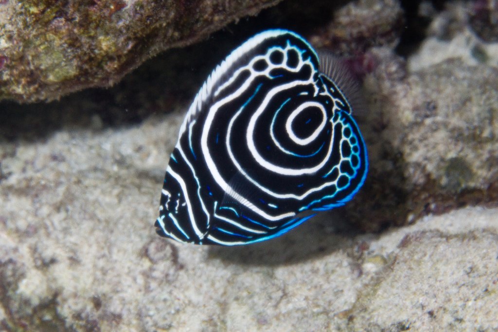 Emperor Angelfish juvenile (Pomacanthus imperator)