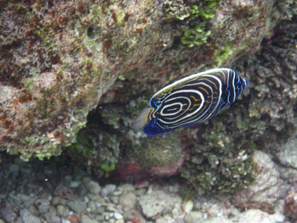Emperor Angelfish juvenile