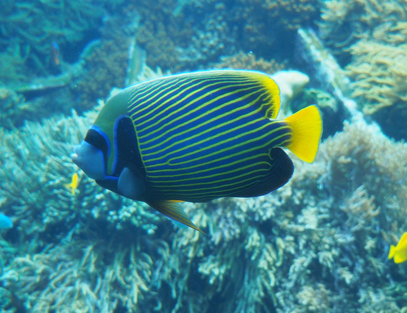 Emperor angelfish (Pomacanthus imperator), 2019-12-30