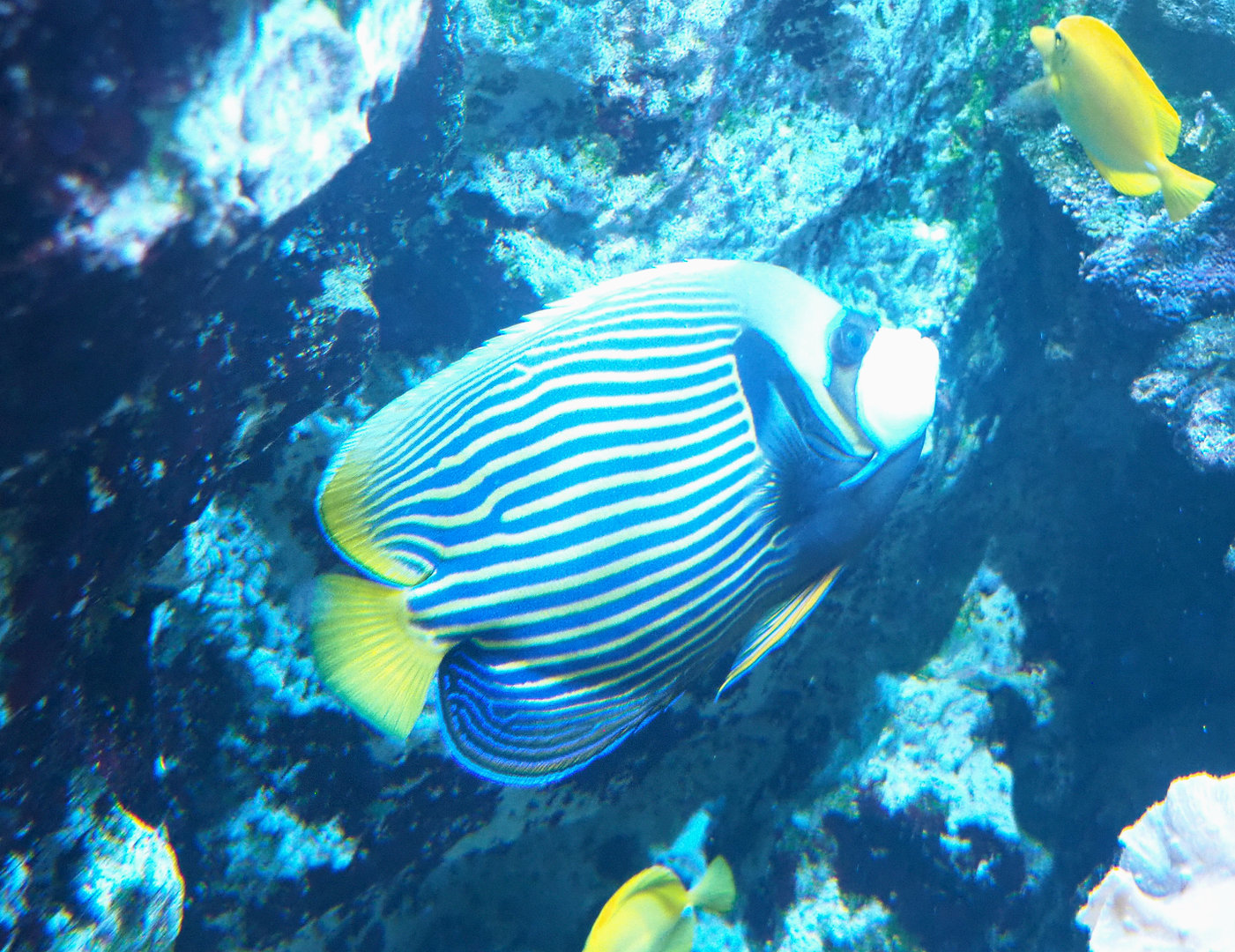 emperor angelfish (Pomacanthus imperator), 2022-09-14