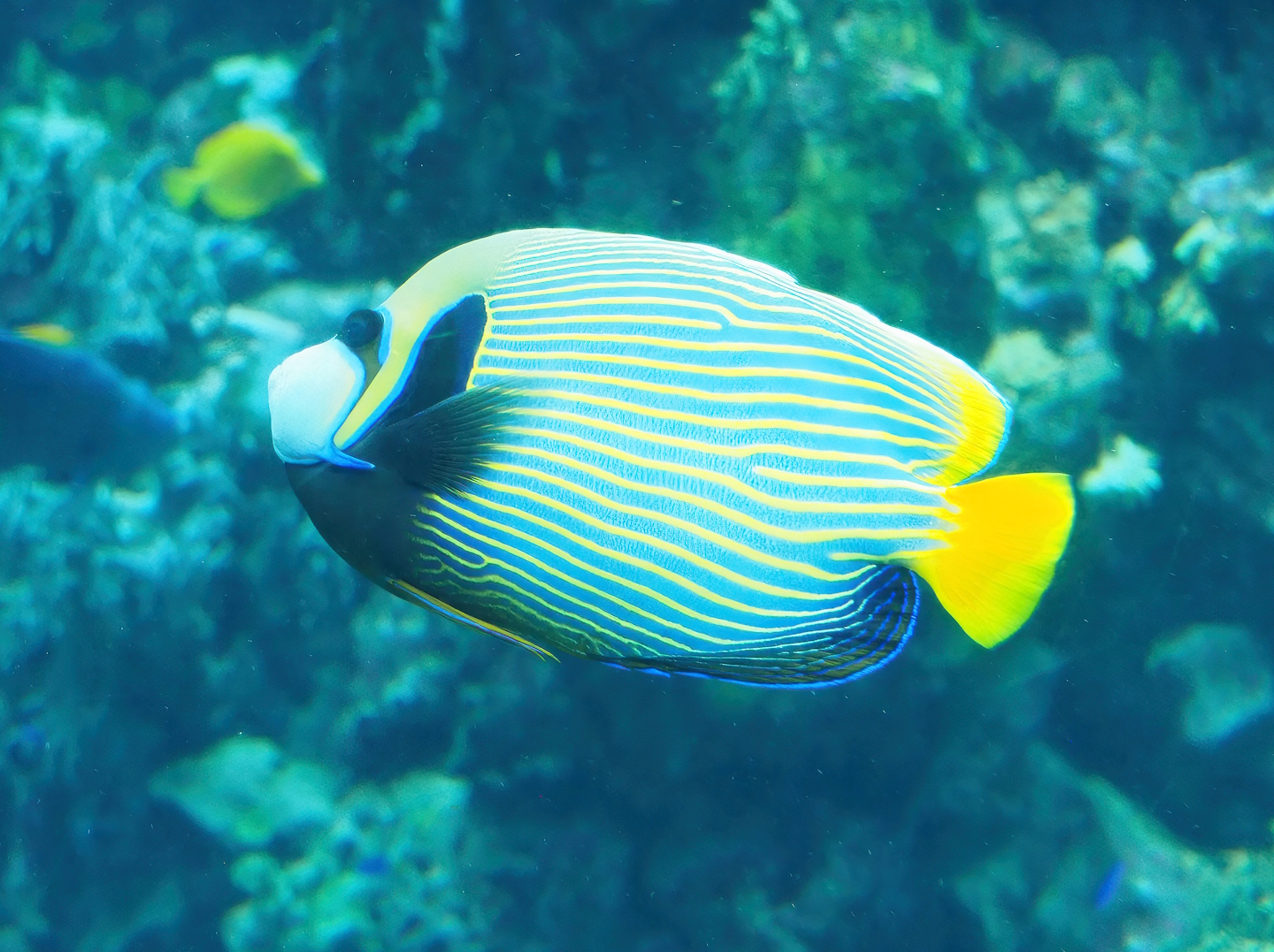 Emperor angelfish (Pomacanthus imperator), 2022-10-29
