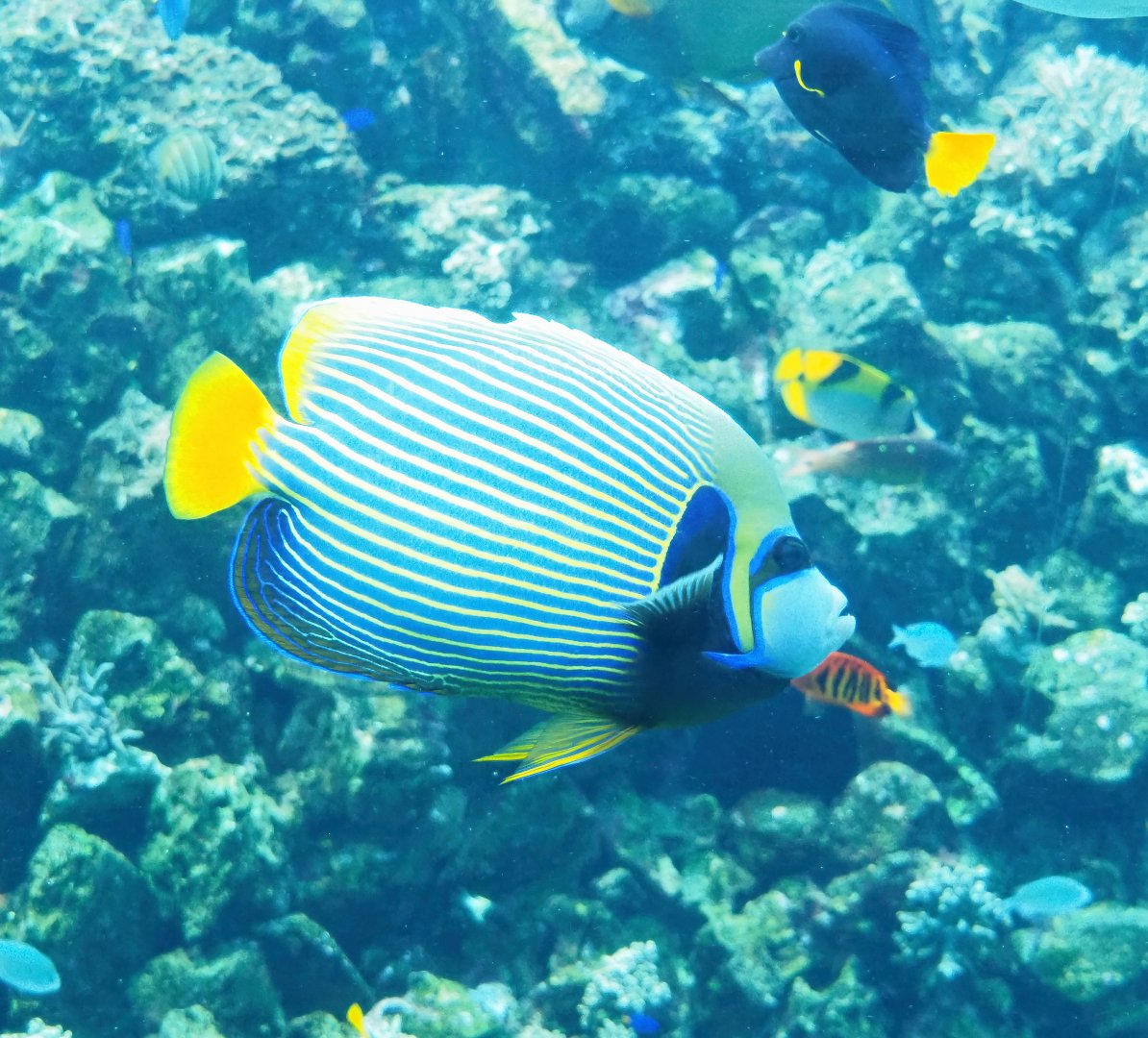 Emperor angelfish (Pomacanthus imperator), 2023-04-08