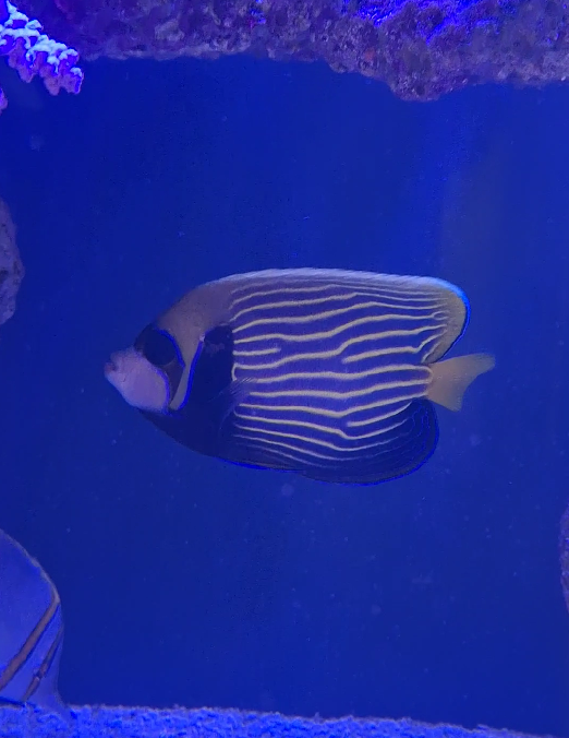 Emperor Angelfish (Pomacanthus imperator) - Cairns Koalas and Creatures