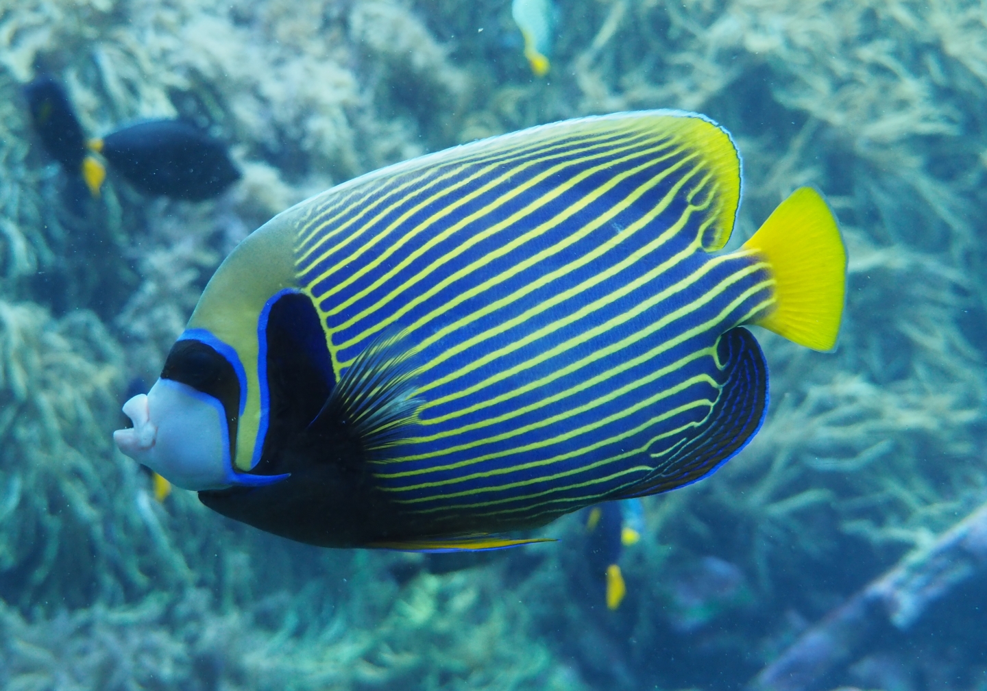Emperor angelfish (Pomacanthus imperator), Feb 27th, 2019