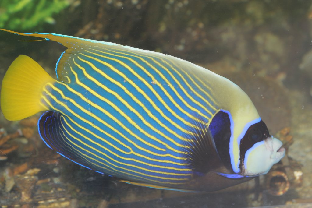 Emperor Angelfish (Pomacanthus imperator)