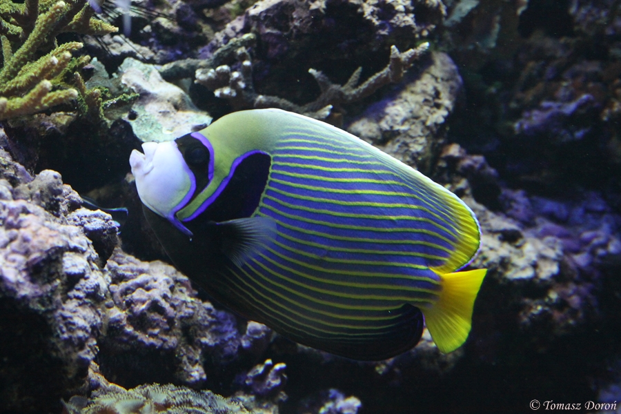 Emperor Angelfish (Pomacanthus imperator)