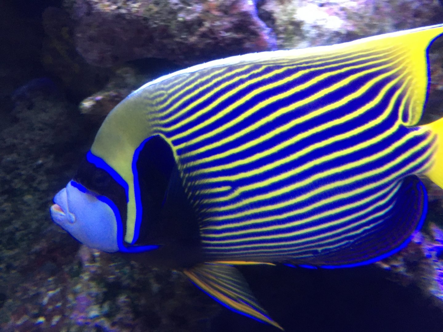 Emperor Angelfish (Pomacanthus imperator)