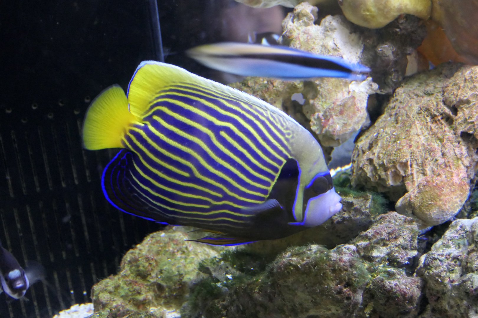 Emperor Angelfish (Pomacanthus imperator)