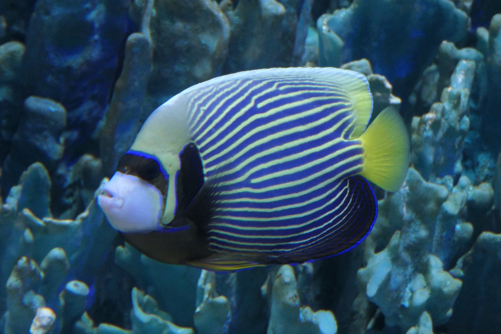 Emperor Angelfish (Pomacanthus imperator)