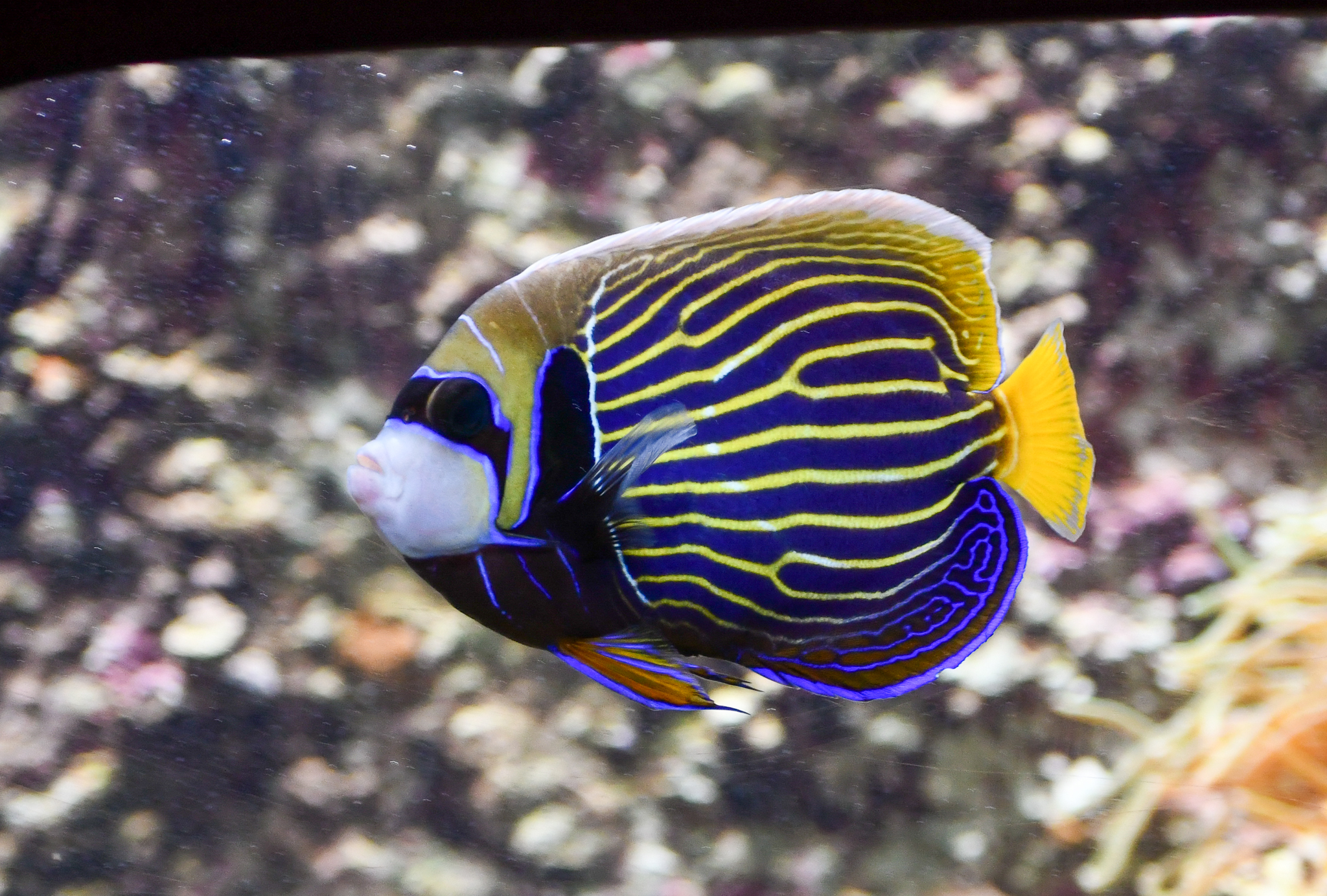 Emperor Angelfish - transitioning in adult colouration