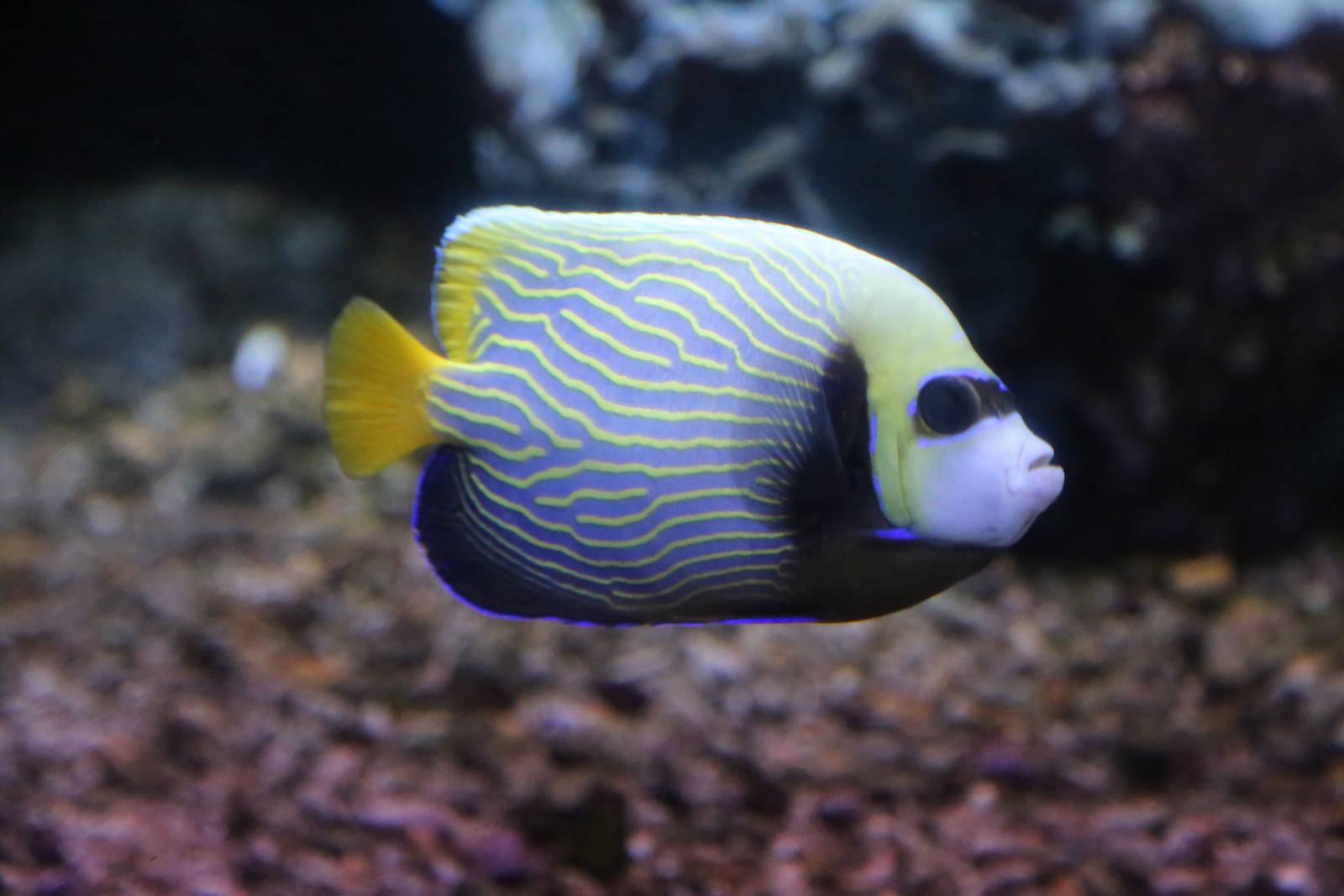 Emperor Angelfish