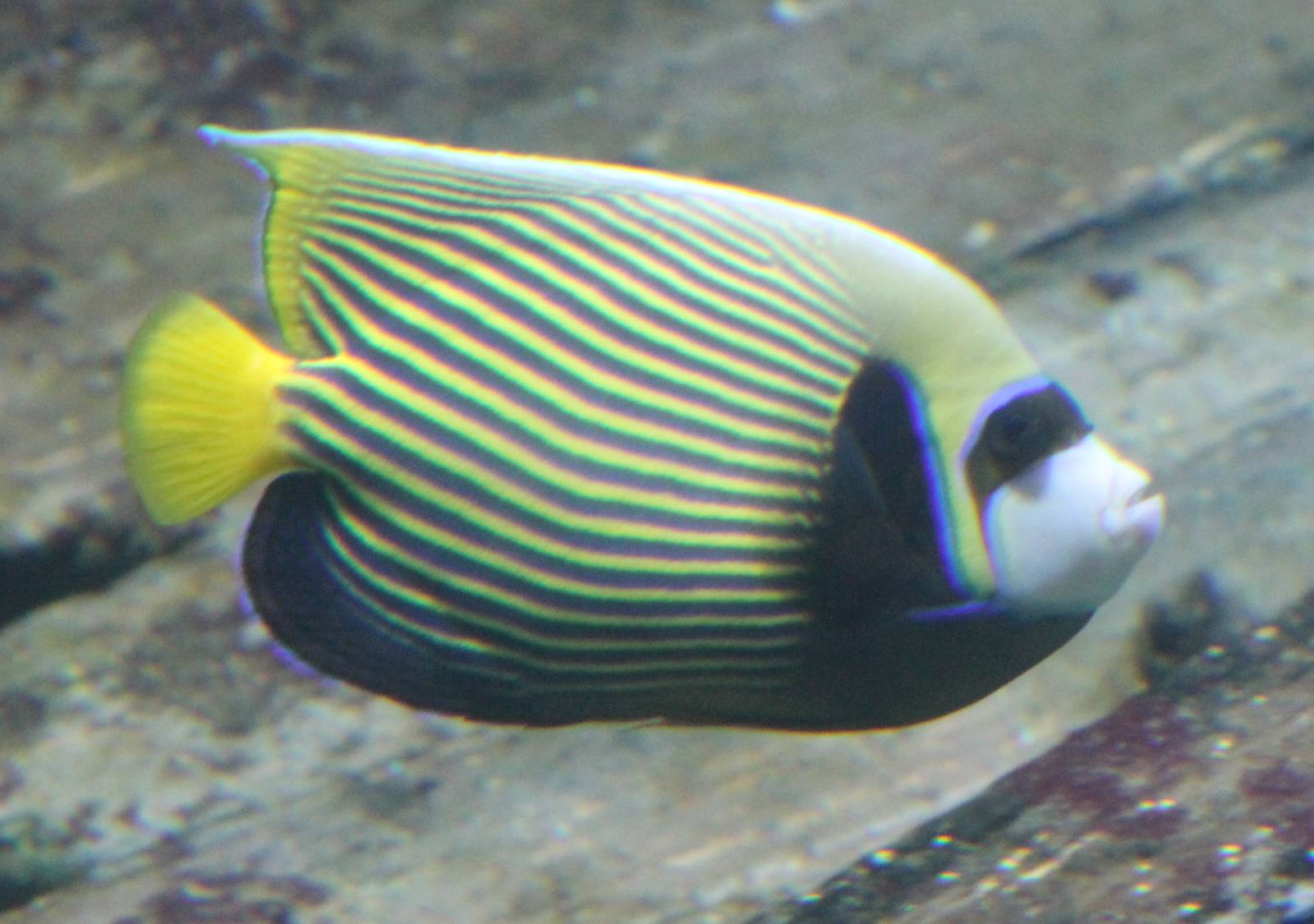 Emperor angelfish