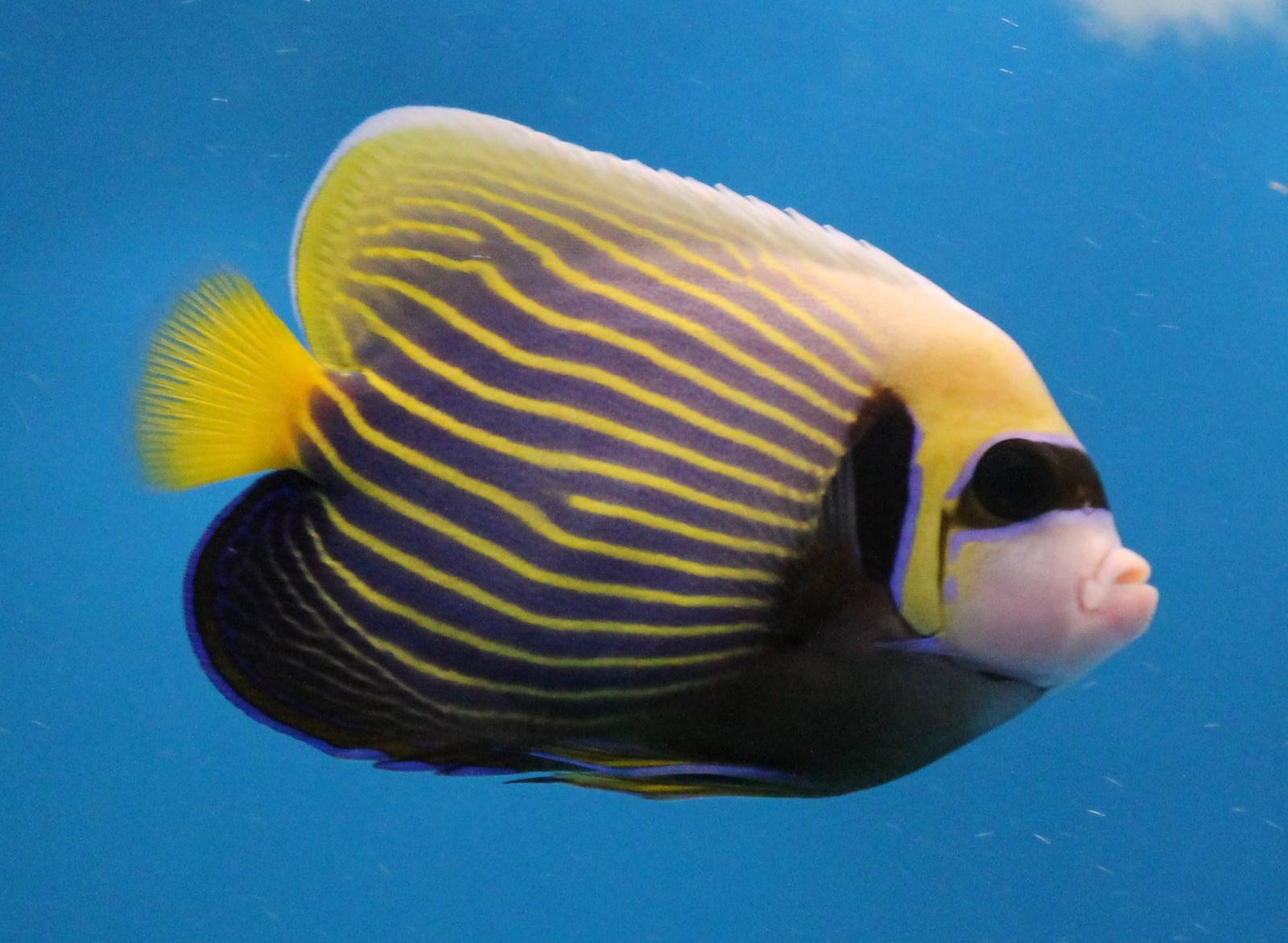 Emperor angelfish