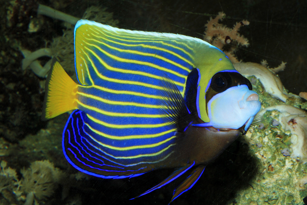Emperor angelfish