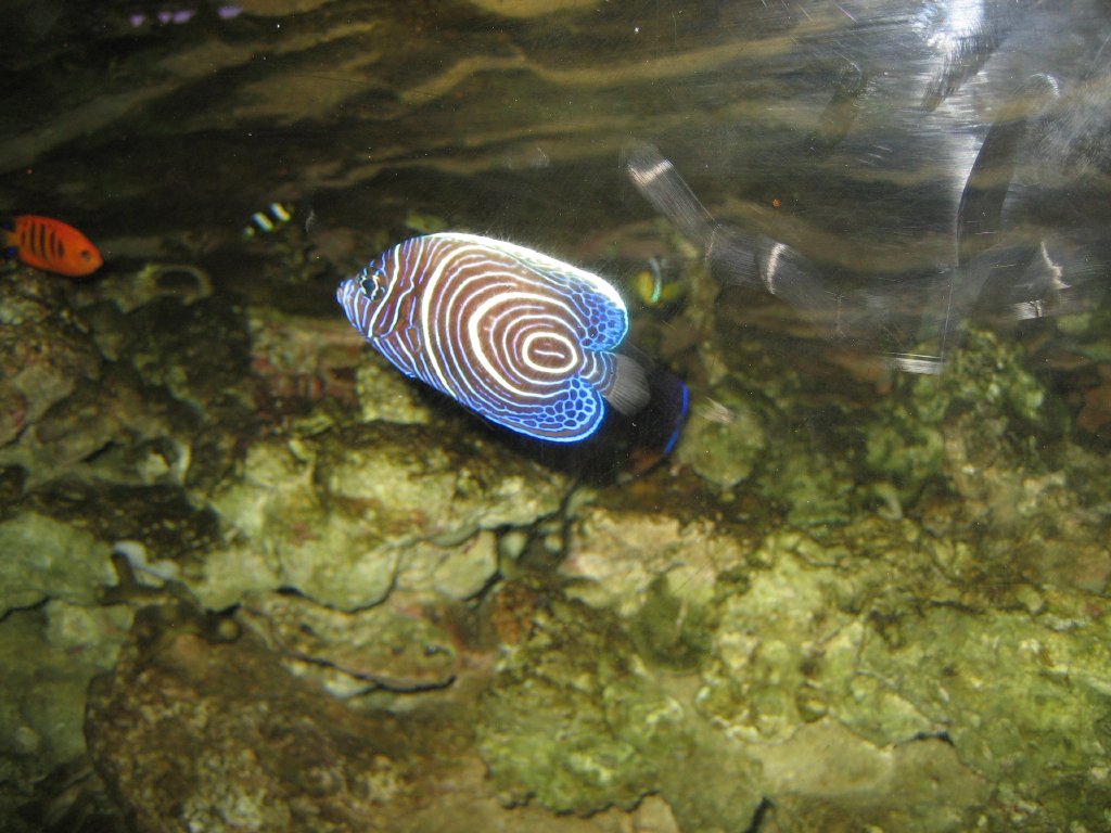 Emperor Angelfish