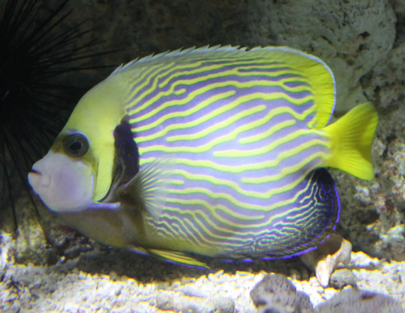 Emperor angelfish